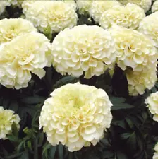 1 Pack 120 White Marigold Seeds Tagetes Garden Flowers