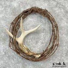 #28991 E | Whitetail Deer Antler Shed Mantle Decor For Sale