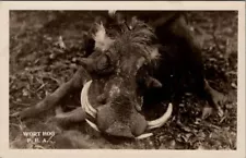 Animals, WARTHOG Real Photo Postcard