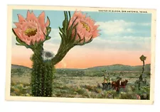 Postcard Cactus In Bloom San Antonio Texas Desert Horse Drawn Wagon