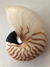 Chambered nautilus shell 6 1/4 x 4 3/4 in.