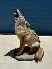 Howling Coyote Life-Size Taxidermy Mount For Sale/Needs good home