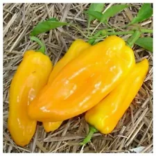 PEPPER SWEET - MARCONI GOLDEN - 50 SEEDS