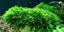 2x2 Inch Portion Of Christmas Moss! Live Aquarium Plants! Great For Shrimp Tanks