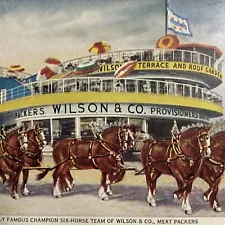 Postcard MI Northerly Island Six-Horse Clydesdale Team Wilson & Co 1900-1920