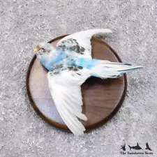 #18582 E | Parakeet Taxidermy Bird Mount For Sale