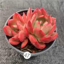 6-7cm 1head Succulent Plant home Garden beautiful Plants