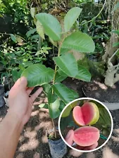 Grafted Red Guava Non Seedles fruit trees 2-3ft