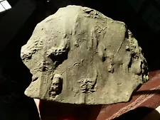 Ichnofossil Sea Scorpion Eurypterid Learning To Hunt Trilobites 240922