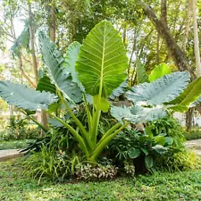 Organic Elephant Ears (Colocasia) 3 Bulb- Bold Tropical Effect to and Landscape