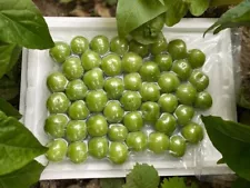 Green Sour Plum, Fresh Juicy Plum, Succulent, P Fast Free Shipping