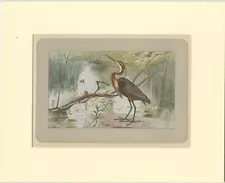 Antique Bird Print of a Purple Heron