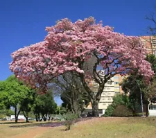 Tabebuia rosea - Lapacho Guayacan Pink - Trumpet tree - 20 Seeds