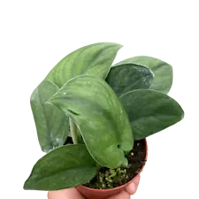 Pothos Jade Satin-6" Pot