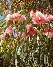 LIVE PLANT 3ft Eucalyptus Chloroclada - Baradine red gum - Dirty gum