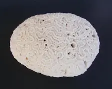 Genuine Brain Coral 1.15 Lbs. 5.5" Long x 4" Deep x 3" High