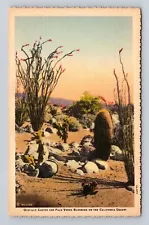 CA-California, Ocotillo Cactus, Palo Verde Blooming on Desert, Vintage Postcard