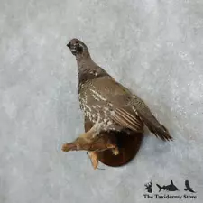 #18258 E+ | Spruce Grouse Hen Taxidermy Mount For Sale