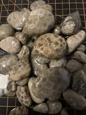 55-Small/Medium Size Unpolished Petoskey Stones