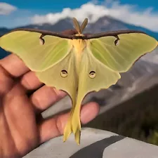 Luna Moth Eggs- 30