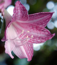 1 Bulb HIPPEASTRUM RETICULATUM VAR. STRIATIFOLIUM + Phytosanitary Certificate ##