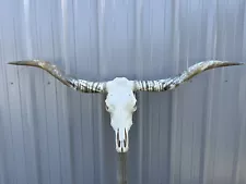 LONGHORN Steer SKULL 5 Feet 9” Inch WIDE POLISHED BULL HORN MOUNTED COW HEAD