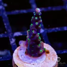 ORA Tricolor Valida Acro - Live Coral Frag