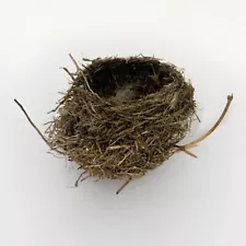 Natural Abandoned Bird Nest 5” - New Jersey, USA Robin? Swallow? Finch?