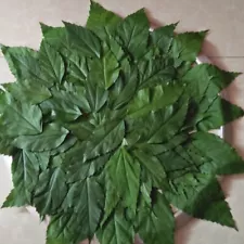 Dried 100% Natural Hibiscus Shoe Flower Leaves For Hair Growth Ceylon 100 Leaves