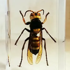 Giant Asian Hornet, Murder Hornet, Insect in Resin, Oddities, Vespa Ducalis