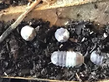 Lot of 4 types Isopods mixed culture !!!!! Free Springtails! Free Shipping!