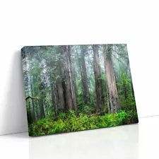 Redwood Wall Art in Misty Forest Nature Landscape Photography for the Tree Lover