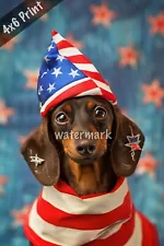 Dachshund dressed in a USA flag costume with a patriotic 4x6 Print