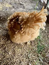 12 Barnyard Mix Hatching Eggs .. Easter egger, Frizzle, Silkie, Cochin, RIR, Aus