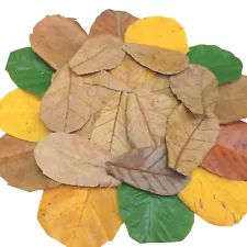 Bulk Sale Indian Almond Ketapang 2000 Pcs 6" Catappa Kottamba Leaves For Betta