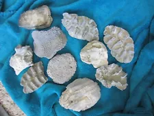 10 Coral Chunks- 3 x 4" average or slightly smaller- 2 lb.