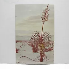 Postcard Vintage Yucca Plant New Mexico State Flower Desert Nature 1966