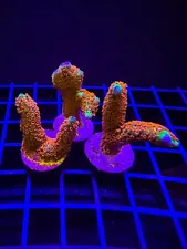 Live Coral Montipora Forestfire Digitata 3/4"+