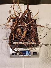 8 Ounces Fresh Wild American Ginseng Roots Top Quality Lot#2