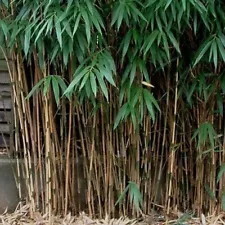 Pseudosasa japonica ( Arrow bamboo ) full hardy Bamboo, 1 live rhizome