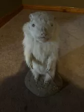 Taxidermy Real Albino Groundhog. Extremely Rare! One In 10-Thousand Chance!