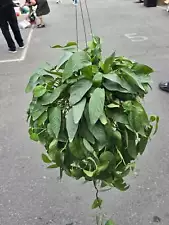 6" Pot XL Cebu Blue Pothos (Epipremnum Pinnatum) - Big, Get similar