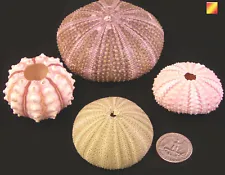 Sea Urchin Sampler: Natural Pink,Sputnik, Green and Alfonso Nautical Beach Decor