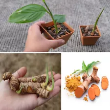 6+ fresh turmeric root plant (curcuma Longa) Live rhizomes Ready for plant