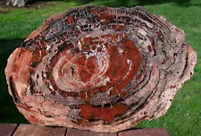 SiS: BOLDLY RINGED 20" Arizona Rainbow Petrified Wood Conifer Round - TABLE TOP!