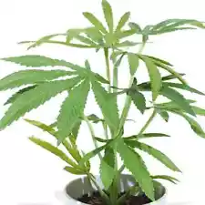 FAUX SILK POT POTTED PLANT 10" CLONE FAKE MARIJUANA DECORATION NOT REAL