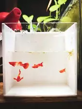 koi guppy for sale