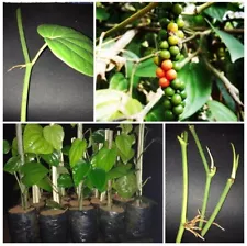 3 well Rooted Cuttings Black Papper/ Piper Nigrum Live Plant Cutting