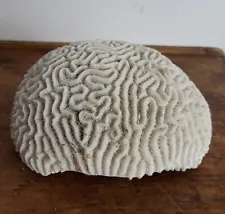 Lg 6lb Coral Brain Natural White specimen salt water Beach Ocean Nautical Decor