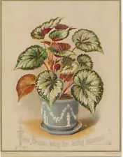 1870'S S. HILDESHEIMER CHRISTMAS CARD COLEUS PLANT WEDGWOOD JASPERWARE PLANTER